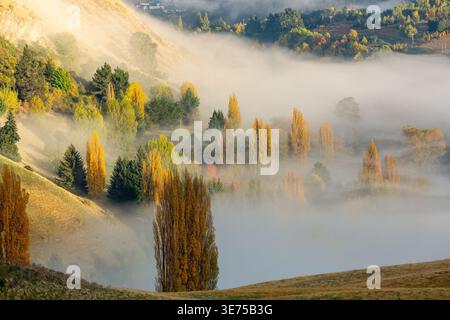Herbstbäume und Morgennebel im Shotover Valley, Queenstown, Otago, Neuseeland Stockfoto