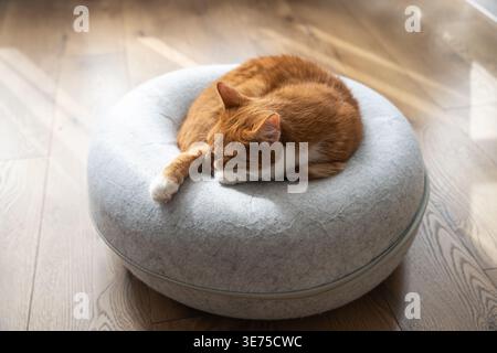 Eine Ingwerkatze schläft auf einem runden Donut-Bett. Haustiere genießen Komfort und Entspannung. Tierpflege- und Lifestyle-Trends heben das Wohlergehen und das Wohlergehen im Haushalt hervor Stockfoto