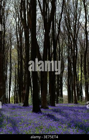 Ein üppiger Teppich aus violetten Glockenblöcken bedeckt den Waldboden unter hohen, dunklen Baumstämmen in einem Hampshire-Wald im Frühling. Stockfoto