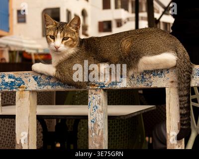 Hauskatze ruht auf einer verwitterten Holzbank in einer Küstenstadt, entspannte Katzenliege im Freien mit verschwommenen Gebäuden im Hintergrund Stockfoto