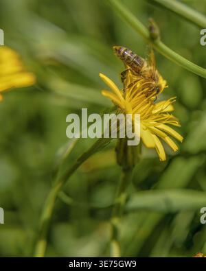 Eine mit Pollen bedeckte Honigbiene ernährt sich von einer Löwenzahn-Blume, Makrofotografie in einem Garten in den östlichen Andengebirgen Stockfoto