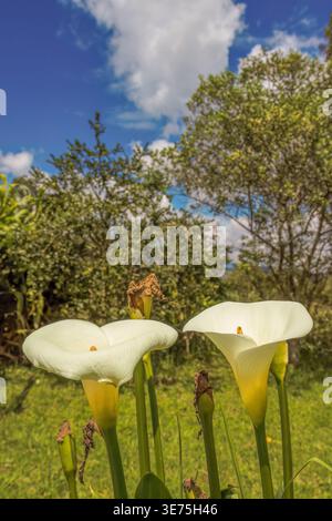 Ein paar Arum-Lilien-Blüten unter der Morgensonne, vor einem Erlenwald, auf einer Farm in den östlichen Andengebirgen in Zentral-Kolumbien. Stockfoto