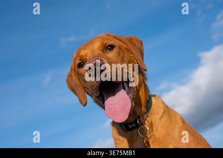 6 Monate alter Fuchs-Red Labrador-Retriever-Welpe Stockfoto