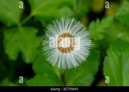 Löwenzahn (Taraxacum officinale) Samenkopf Nahaufnahme Stockfoto