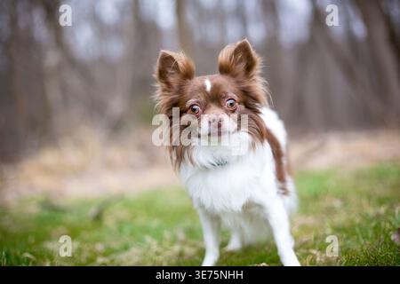 Ein langhaariger Papillon x Chihuahua Mischhund mit breitem Auge Stockfoto