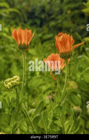 Einige Ringelblumen öffnen sich bei Sonnenaufgang in einem Garten in der Nähe der Stadt Villa de Leyva in den östlichen Andenbergen Zentral-Kolumbiens. Stockfoto