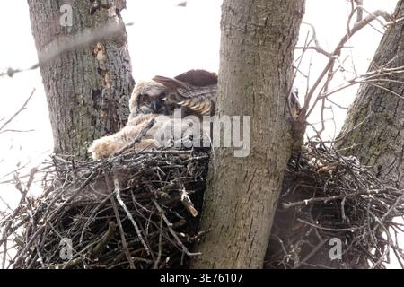 Große Hörner-Eule, die Falscheize in einem großen Stabnest hoch in einem Baum pflegt. Stockfoto