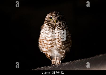 Grabungulle mit hellgelben Augen vor dunklem, natürlichem Hintergrund. Stockfoto