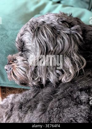 Black and Brown Shihpoo Dog Sleeping on Teal Blanket, Nahaufnahme der flauschigen Pelztextur, gemütliche Haustier-Fotografie, North Yorkshire Stockfoto