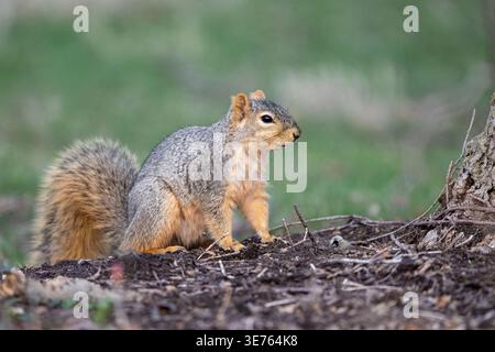Fox Eichhörnchen, wachsam auf dem Boden neben einem Baum im sanften Abendlicht. Stockfoto