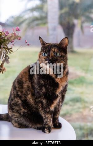 Schildpatt-Katze sitzt drinnen und schaut durch ein Fenster Stockfoto