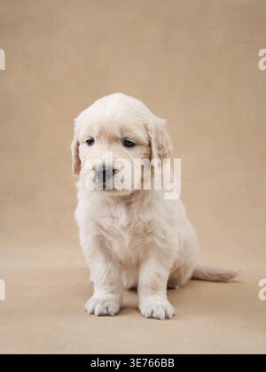 Ein junger goldener Retriever-Welpe sitzt vor beigefarbenem Hintergrund und blickt zur Seite. Seine entspannte Körpersprache vermittelt Unschuld und Vertrauen. Stockfoto