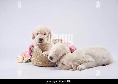 Ein goldener Retriever-Welpe sitzt aufrecht in einem Strohkorb, während zwei andere in der Nähe auf einer weißen Oberfläche schlafen. Eine pinkfarbene Decke und ein Spielzeug sorgen für ein weiches und Stockfoto