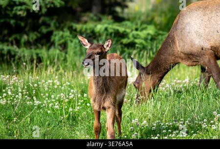Ein junges Elchkalb (Cervus canadensis) steht auf einer grasbewachsenen Wiese wachsam, während seine Mutter im weichen Hintergrund, dem Jasper-Nationalpark, weidet. Stockfoto