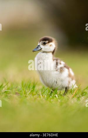 Ägyptische Gans (Alopochen aegyptiacus), Küken auf der Wiese, Deutschland, Bayern Stockfoto