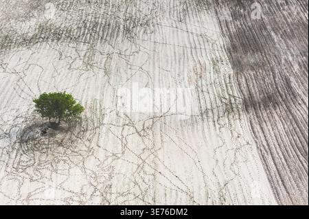 Einsamer Baum, der in einem Sandgebiet wächst, umgeben von Viehspuren, aus der Vogelperspektive, Botswana, Okavango Delta, Mauna Kea Stockfoto