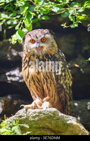 nordadlereule (Bubo bubo), auf einem Felsen sitzend, Vorderansicht, Deutschland, Bayern Stockfoto