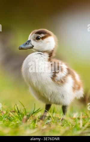 Ägyptische Gans (Alopochen aegyptiacus), Küken auf der Wiese, Deutschland, Bayern Stockfoto