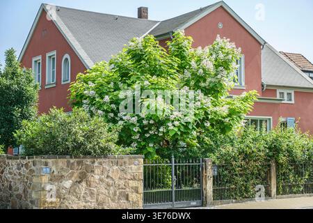Indischer Bohnenbaum (Catalpa bignonioides), blühend im Vorgarten, Deutschland Stockfoto