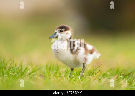 Ägyptische Gans (Alopochen aegyptiacus), Küken auf der Wiese, Deutschland, Bayern Stockfoto