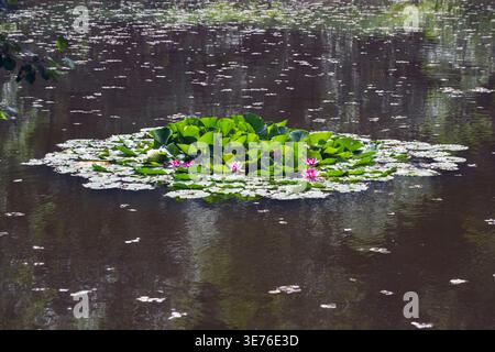 Seerose, Seerose (Nymphaea spec.), Seerosen im Teich, Deutschland, Bayern Stockfoto