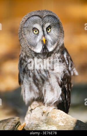 Große graue Eule (Strix nebulosa), sitzt auf einem Felsen, Vorderansicht, Deutschland, Bayern Stockfoto
