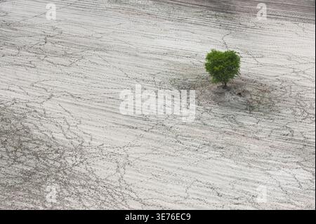 Einsamer Baum, der in einem Sandgebiet wächst, umgeben von Rinderspuren, aus der Vogelperspektive, Botswana, Okavango Delta Stockfoto