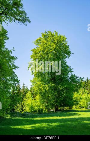 Rotbuche, Europäische Buche (Fagus sylvatica), einsame europäische Buche auf einer Wiese im Frühsommer, Deutschland, Bayern, Oberpfalz Stockfoto