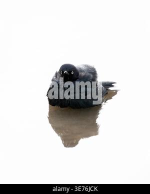 Brewer's Blackbird Male badet in Puddle Stockfoto