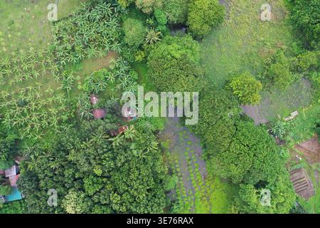 Drohnenaufnahme der Farm mit Bananenbäumen in Iloilo City Philippinen Stockfoto