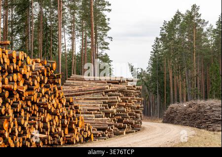 Große Stapel von Kiefernstämmen und Anhäufungen von Waldrückständen entlang einer gekrümmten Straße, industrielle Holzernte und Biomasse Stockfoto