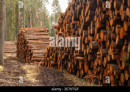 Wand aus geschnittenen Kiefernstämmen in Stapeln mit Reifenspuren auf matschigem Boden, industrielle Holzernte im Wald Stockfoto