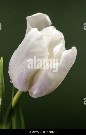 Makroaufnahme einer wunderschönen weißen Tulpenknospe mit klaren Wassertropfen auf Blütenblättern und grünem Blatt vor einem soliden dunkelgrünen Hintergrund. Detailaufnahmen Stockfoto