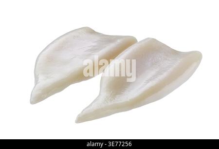 Rohe Tintenfischröhre isoliert auf weißem Hintergrund. Frischer roher Tintenfisch oder Tintenfischfilet isoliert auf weißem Hintergrund. Frische Meeresfrüchte isoliert Stockfoto