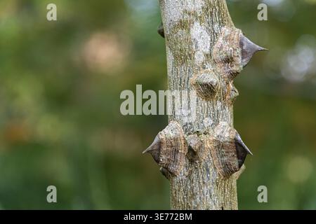 Stachelbaumstamm von Zanthoxylum americanum, stachelige Asche auf verschwommenem Hintergrund des Grüns des magischen Herbstgartens. Nahaufnahme. Selektiver Fokus. Natur Co Stockfoto