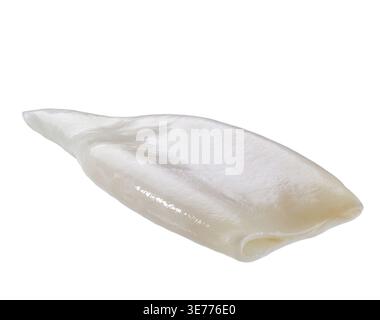 Frische, rohe Tintenfische. Tintenfischröhren isoliert auf weißem Hintergrund. Frisches, rohes Tintenfisch- oder Tintenfischfilet, isoliert auf weißem Hintergrund Stockfoto