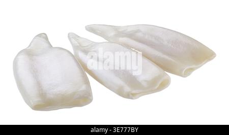 Frischer Körper Tintenfische, rohe drei Tintenfische isoliert auf weißem Hintergrund. Calamari-Rundröhren isoliert auf weißem Hintergrund Stockfoto