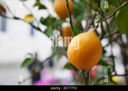 Tagsüber wachsen Zitronen auf Bäumen im Garten Stockfoto
