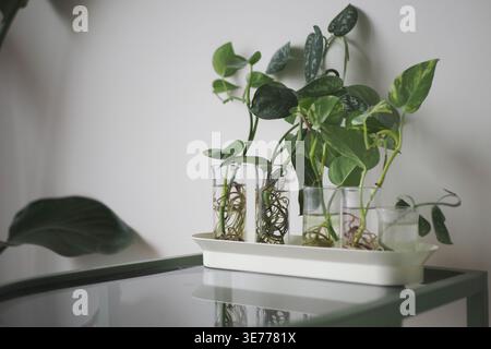 Pflanzen, die in Glasbehältern auf einem Tisch wachsen Stockfoto