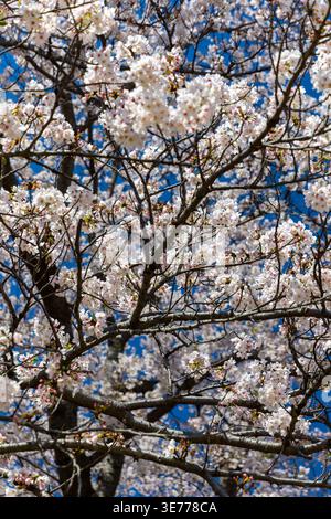 Somei Yoshino Kirschbaumzweige gefüllt mit weißen Blüten vor blauem Himmel Stockfoto