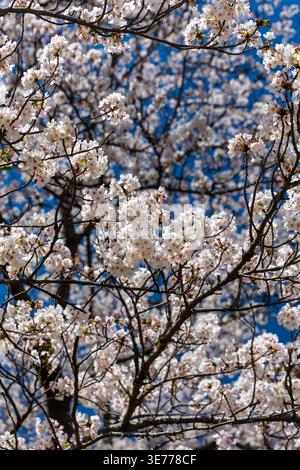 Schöne Kirschbäume blühen in voller Blüte während der Frühlingssaison in Japan Stockfoto