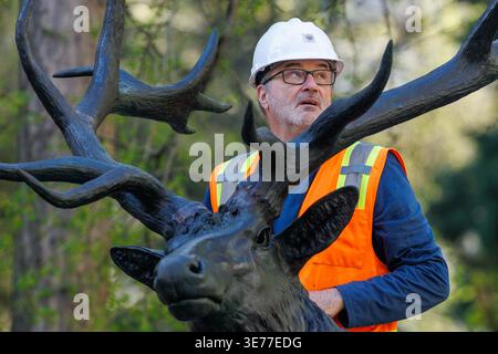 Portland, USA. April 2026. PORTLAND, OREGON, USA – 9. April 2026: Die Thompson Elk, eine 6.800 Pfund schwere Bronzestatue im Zentrum von Portland, wurde heute auf ihrem Sockel ersetzt, nachdem sie 2020 während der Black Lives Matter Proteste zur Verwahrung entfernt worden war. The Elk, ein Wahrzeichen an der Main Street in Portland, war ein Geschenk des ehemaligen Bürgermeisters David Thompson im Jahr 1900. (Foto: John Rudoff/SIPA USA) Credit: SIPA USA/Alamy Live News Stockfoto