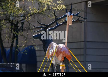 Portland, USA. April 2026. PORTLAND, OREGON, USA – 9. April 2026: Die Thompson Elk, eine 6.800 Pfund schwere Bronzestatue im Zentrum von Portland, wurde heute auf ihrem Sockel ersetzt, nachdem sie 2020 während der Black Lives Matter Proteste zur Verwahrung entfernt worden war. The Elk, ein Wahrzeichen an der Main Street in Portland, war ein Geschenk des ehemaligen Bürgermeisters David Thompson im Jahr 1900. (Foto: John Rudoff/SIPA USA) Credit: SIPA USA/Alamy Live News Stockfoto