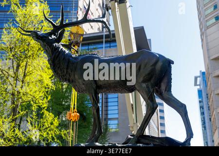 Portland, USA. April 2026. PORTLAND, OREGON, USA – 9. April 2026: Die Thompson Elk, eine 6.800 Pfund schwere Bronzestatue im Zentrum von Portland, wurde heute auf ihrem Sockel ersetzt, nachdem sie 2020 während der Black Lives Matter Proteste zur Verwahrung entfernt worden war. The Elk, ein Wahrzeichen an der Main Street in Portland, war ein Geschenk des ehemaligen Bürgermeisters David Thompson im Jahr 1900. (Foto: John Rudoff/SIPA USA) Credit: SIPA USA/Alamy Live News Stockfoto