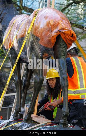 Portland, USA. April 2026. PORTLAND, OREGON, USA – 9. April 2026: Die Thompson Elk, eine 6.800 Pfund schwere Bronzestatue im Zentrum von Portland, wurde heute auf ihrem Sockel ersetzt, nachdem sie 2020 während der Black Lives Matter Proteste zur Verwahrung entfernt worden war. The Elk, ein Wahrzeichen an der Main Street in Portland, war ein Geschenk des ehemaligen Bürgermeisters David Thompson im Jahr 1900. (Foto: John Rudoff/SIPA USA) Credit: SIPA USA/Alamy Live News Stockfoto