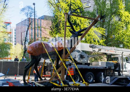 Portland, USA. April 2026. PORTLAND, OREGON, USA – 9. April 2026: Die Thompson Elk, eine 6.800 Pfund schwere Bronzestatue im Zentrum von Portland, wurde heute auf ihrem Sockel ersetzt, nachdem sie 2020 während der Black Lives Matter Proteste zur Verwahrung entfernt worden war. The Elk, ein Wahrzeichen an der Main Street in Portland, war ein Geschenk des ehemaligen Bürgermeisters David Thompson im Jahr 1900. (Foto: John Rudoff/SIPA USA) Credit: SIPA USA/Alamy Live News Stockfoto
