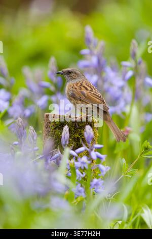 Dunnock Prunella modularis, Erwachsener stehend auf Baumstümpfe zwischen spanischen Blauglocken Hyacinthoides hispanica, Blumen, Suffolk, England, April Stockfoto