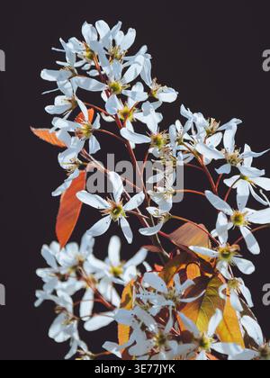 Die Blüte eines Amelanchier lamarckii Baumes Stockfoto