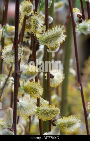 Salix caprea Kilmarnock, Kilmarnock Weide, hängende oder Tränenweide, große graue männliche Katzenkinder mit gelben Antheren Stockfoto