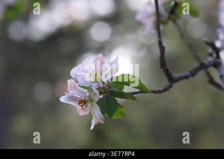 Frühlingsblüte: Zarte rosa und weiße Blüten eines wilden Apfelbaums (Malus sylvestris) Stockfoto